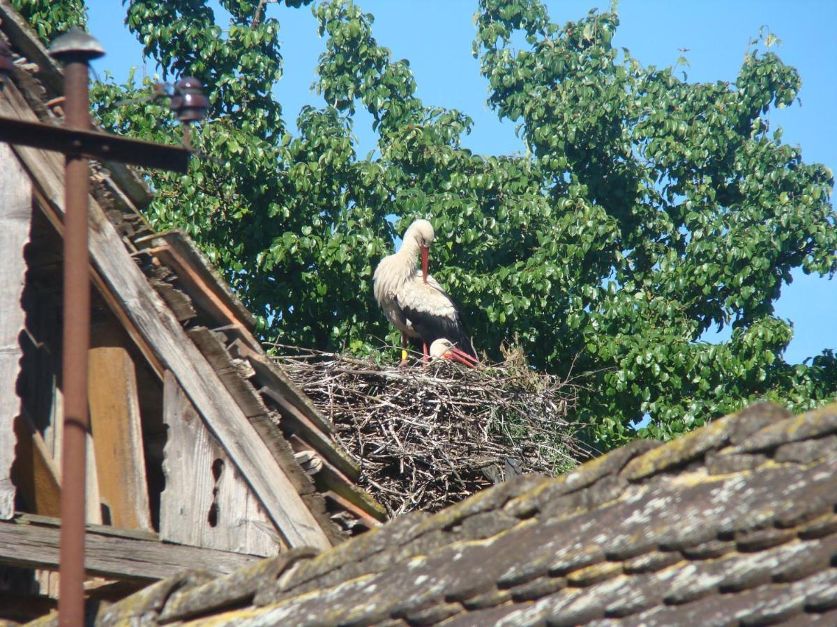 Rural Tourism Family Ravlic Pension Muzilovcica Buitenkant foto